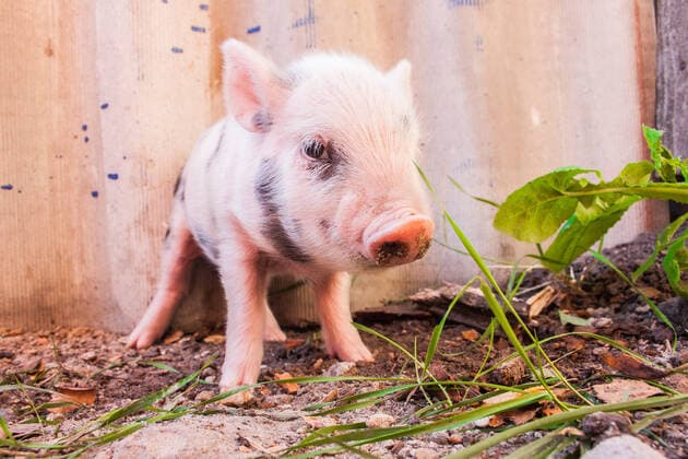 Close-up of a cute muddy piglet running around outdoors on the farm. Ideal image for organic farming  Copyright: xblooduax 13070670