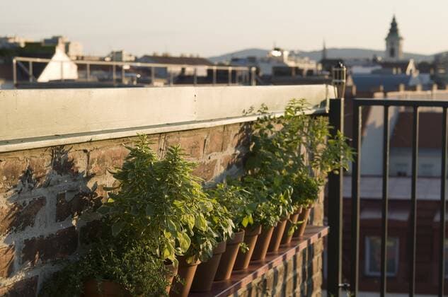 Dachgarten, Kräuterregal, Bohnenkraut, weisser Basilikum, Zitronenmelisse, Zitronenthymian, Basilikum, Waldmeister, Apfelminze, Zitronenverbene - Rooftop Garden, Herbs *** Roof garden, herb shelf, savory, white basil, lemon balm, lemon thyme, basil, woodruff, apple mint, lemon verbena Rooftop Garden, herbs