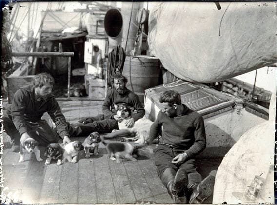 Commander CHARCOT Life on board the boat Le Francais during Charcots expedition to the South Pole from 1903 to 1905 the sailors play with a litter of sled dogs Photography PLENEAU P 19 20 s Credit KHARBINE TAPABOR COLL S Kakou  KH60604