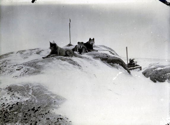 Commander CHARCOT Sled dogs of the Charcot expedition to the South Pole from 1903 to 1905 Photograph PLENEAU P 19 20 s Credit KHARBINE TAPABOR COLL S Kakou  KH60608
