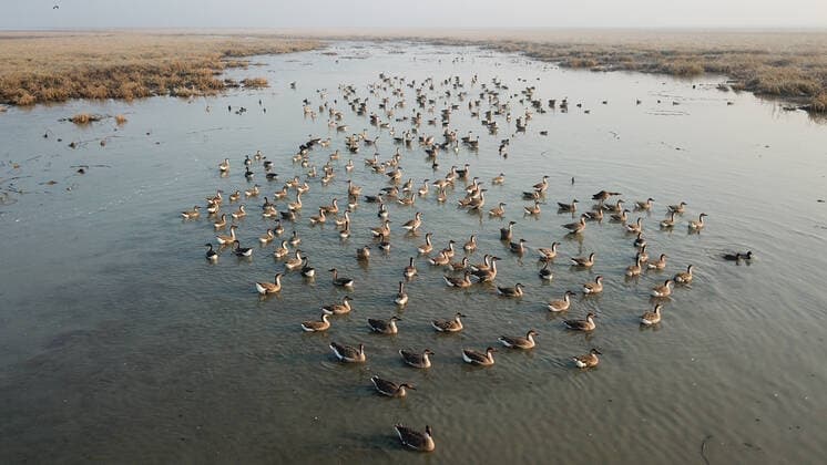 Bilder des Jahres 2019, News 12 Dezember News Bilder des Tages (191207) -- CHIZHOU, Dec. 7, 2019 -- Aerial photo taken on Dec. 7, 2019 shows migrant birds at Shengjin Lake in Chizhou, east China s Anhui Province. ) CHINA-ANHUI-SHENGJIN LAKE-MIGRANT BIRDS (CN) ZhangxDuan 