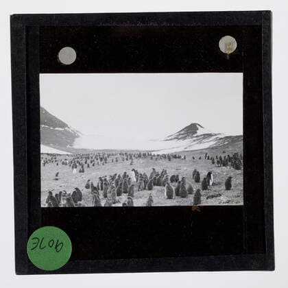 Lantern Slide - Colony of Penguins, Cape Crozier, Ross Island, Ellsworth Relief Expedition, Antarctica, 1935-1936, Lantern slide of a colony of penguins on Ross Island near Mount Terror, Antarctica. One of 328 images in various formats including artworks, photographs, glass negatives and lantern slides.  Copyright Artokoloro LC190917_105177