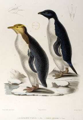 Oiseaux, Zoologie OISEAUX: Dasyramphe d Adelie et Corfou antipode. Voyages de DUMONT D URVILLE: Voyages au Pole Sud et en Oceanie, edition de 1842. Atlas de Zoologie. Planche zoologique par OUDART. Voyages geographiques et explorations au 19eme siecle, XIXe s. Ouvrage conserve a la bibliotheque de versailles. Credit Collection JEAN VIGNE KHARBINE TAPABOR *** Birds, Zoology BIRDS Dasyramphe d Adelie and Corfu antipode DUMONT D URVILLE Voyages au Pole Sud et en Oceanie, edition of 1842 Atlas de Zoologie Planche zoologique by OUDART Voyages géographiques et explorations au 19eme siecle, XIXe s Ouvrage conserve a la bibliothèque de versailles Credit Collection JEAN VIGNE KHARBINE TAPABOR  KH123463