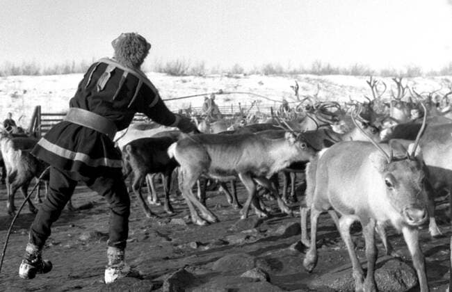 LAPONIE Transhumance of reindeer in KAITUM in LAPONIE Photograph by Roger PERRIN, 1955 Credit Photo PERRIN KHARBINE TAPABOR  KH99724