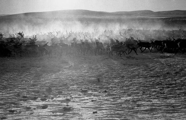 LAPONIE Transhumance of reindeer in KAITUM in LAPONIE Photograph by Roger PERRIN, 1955 Credit Photo PERRIN KHARBINE TAPABOR  KH99726