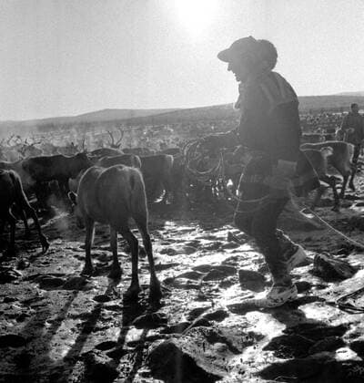 LAPONIE Transhumance of reindeer in KAITUM in LAPONIE Photograph by Roger PERRIN, 1955 Credit Photo PERRIN KHARBINE TAPABOR  KH99728