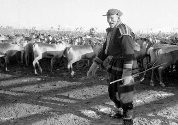 LAPONIE Transhumance of reindeer in KAITUM in LAPONIE Photograph by Roger PERRIN, 1955 Credit Photo PERRIN KHARBINE TAPABOR  KH99729
