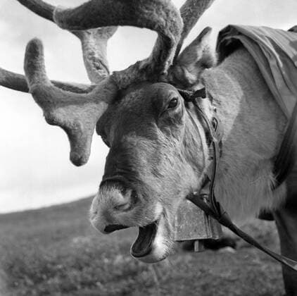 LAPONIA A reindeer bate Transhumance of reindeer in KAITUM in LAPONIA Photograph by Roger PERRIN, 1955 Credit Photo PERRIN KHARBINE TAPABOR  KH99731