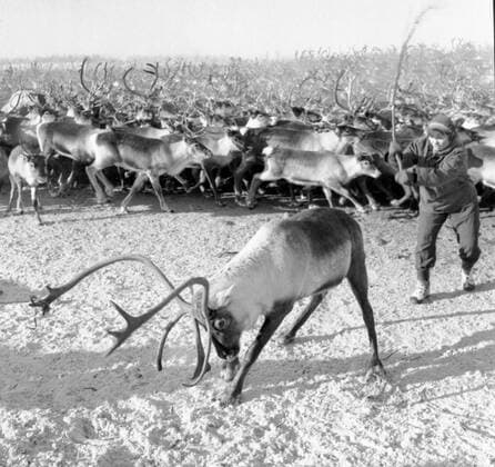 LAPONIE Transhumance of reindeer in KAITUM in LAPONIE Photograph by Roger PERRIN, 1955 Credit Photo PERRIN KHARBINE TAPABOR  KH99732