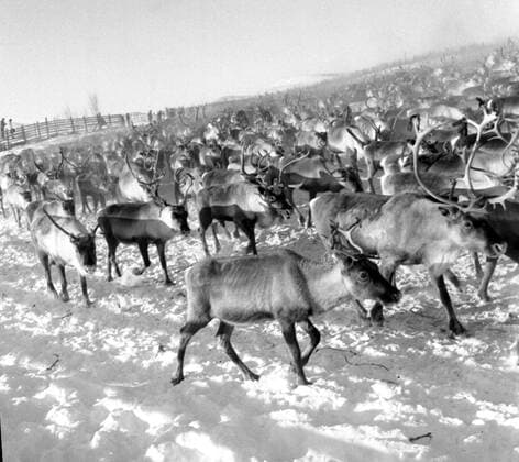 LAPONIE Transhumance of reindeer in KAITUM in LAPONIE Photograph by Roger PERRIN, 1955 Credit Photo PERRIN KHARBINE TAPABOR  KH99733