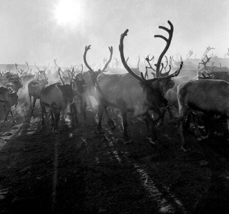LAPONIE Transhumance of reindeer in KAITUM in LAPONIE Photograph by Roger PERRIN, 1955 Credit Photo PERRIN KHARBINE TAPABOR  KH99734