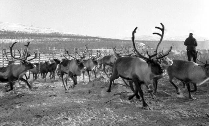 LAPONIE Transhumance of reindeer in KAITUM in LAPONIE Photograph by Roger PERRIN, 1955 Credit Photo PERRIN KHARBINE TAPABOR  KH99735