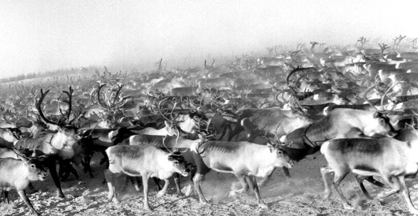 LAPONIE Transhumance of reindeer in KAITUM in LAPONIE Photograph by Roger PERRIN, 1955 Credit Photo PERRIN KHARBINE TAPABOR  KH99736