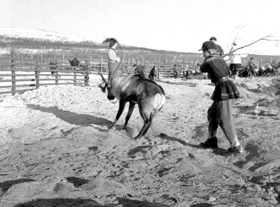 LAPONIE Transhumance of reindeer in KAITUM in LAPONIE Photograph by Roger PERRIN, 1955 Credit Photo PERRIN KHARBINE TAPABOR  KH99737