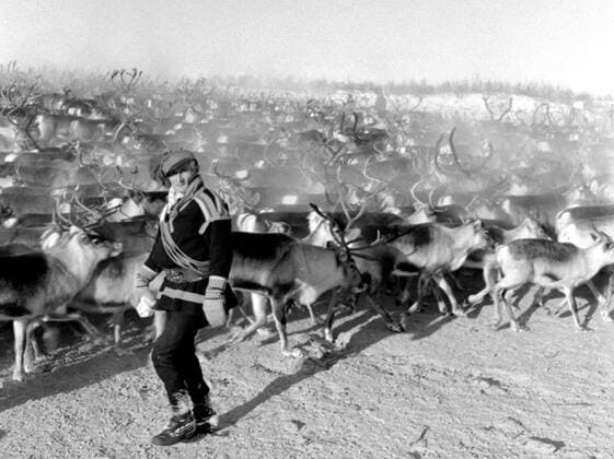 LAPONIE Transhumance of reindeer in KAITUM in LAPONIE Photograph by Roger PERRIN, 1955 Credit Photo PERRIN KHARBINE TAPABOR  KH99738
