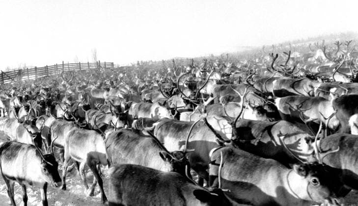 LAPONIE Transhumance of reindeer in KAITUM in LAPONIE Photograph by Roger PERRIN, 1955 Credit Photo PERRIN KHARBINE TAPABOR  KH99739