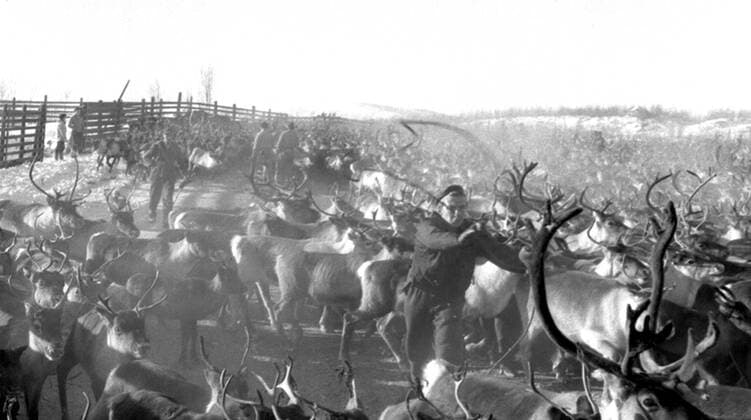 LAPONIE Transhumance of reindeer in KAITUM in LAPONIE Photograph by Roger PERRIN, 1955 Credit Photo PERRIN KHARBINE TAPABOR  KH99740