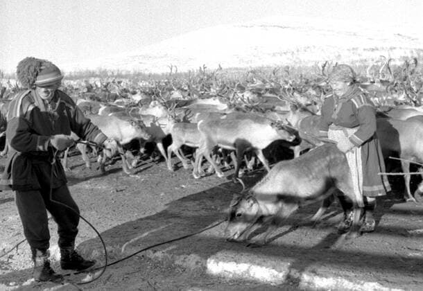 LAPONIE Transhumance of reindeer in KAITUM in LAPONIE Photograph by Roger PERRIN, 1955 Credit Photo PERRIN KHARBINE TAPABOR  KH99741
