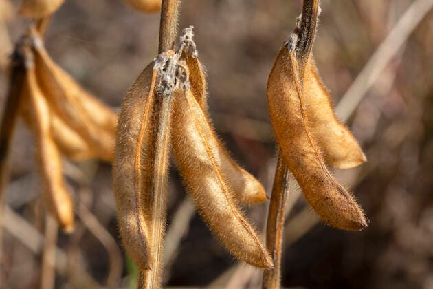 IMAGO Nature: Unsere Erde, Klimawandel, Ernährung, Pflanzen der Zukunft, Soja Sojabohnen *** soybeans  1065518631