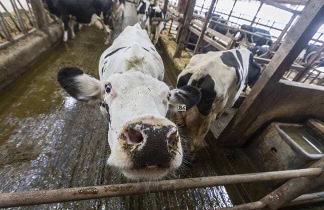November 4, 2019, Omro, Wisconsin, USA: Omro, Wisconsin - Knigge Farms, a dairy farm with automated milking machines. A cow awaits its turn in the Lely Astronaut automated milking stall. Omro USA - ZUMAw66_ 20191104_zaf_w66_016 Copyright: xJimxWestx