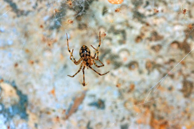 Hoehlenspinne, Nesticus cellulanus (Nesticus cellulanus), im Gespinst mit Jungtieren, Deutschland Comb-footed Cellar Spider (Nesticus cellulanus), in its gossamer with young spiders, Germany BLWS600259 Copyright: xblickwinkel H.xBellmann F.xHeckerx