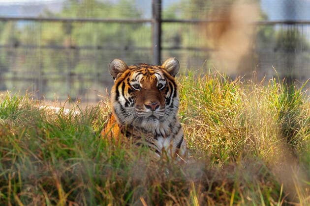 Africam Safari Zoo PUEBLA, MEXICO - DECEMBER 16: A Bengal tiger seen in captivity in the Africam Safari wildlife conservation park, accredited by the Association of Zoos and Aquariums and the World Association of Zoos and Aquariums on December 16, 2019 in Puebla, Mexico  Copyright: xRodolfoxFloresx EYE_4186