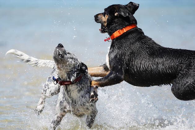HOT WEATHER MELBOURNE, Dogs play in the water at St Kilda beach during hot weather in Melbourne, Friday, December 20, 2019. Victoria faces a scorching summer day with temperatures well into the 40s with Melbourne forecast for hottest day since Black Saturday in 2009. ( NO ARCHIVING, EDITORIAL USE ONLY, NO USE IN BOOKS WITHOUT CONSENT MELBOURNE VIC AUSTRALIA  Copyright: xSTEFANxPOSTLESx 20191220001438802383