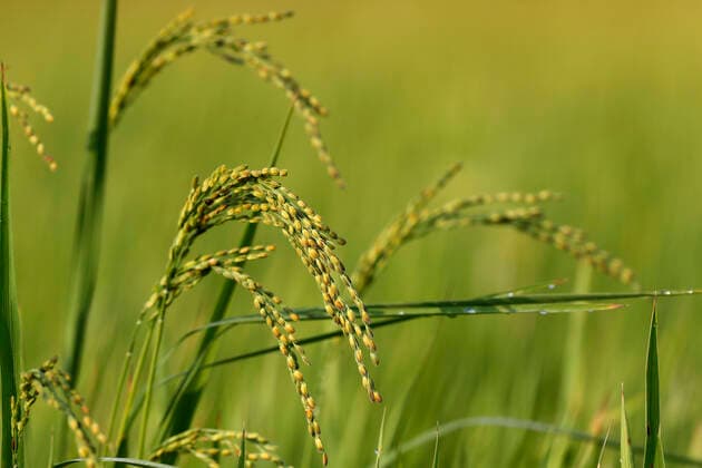 Rice grain ready for harvesting in green rice field, Hoi An, Vietnam, Indochina, Southeast Asia, Asia Copyright: Godong 809-7871
