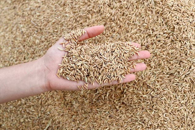 Landwirtschaft, Reis Anbau Close-up cropped image of farmer holding rice seeds, after rice harvest, Hoi An, Vietnam, Indochina, Southeast Asia, Asia Copyright: Godong 809-7874