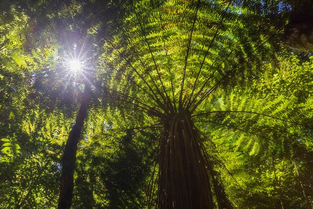IMAGO Nature: Unsere Erde, Naturschutz, Naturschutzgebiete in Ozeanien New Zealand, North Island, Sun shining through leaves of tree ferns in Pihanga Scenic Reserve  FOF11033