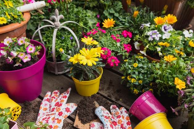 Colorful freshly potted summer flowers  GWF06291