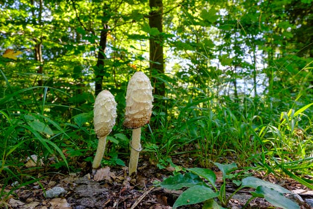 Germany, Bavaria, Oberau, Shaggy ink caps (Coprinus comatus) growing in forest  LBF02741