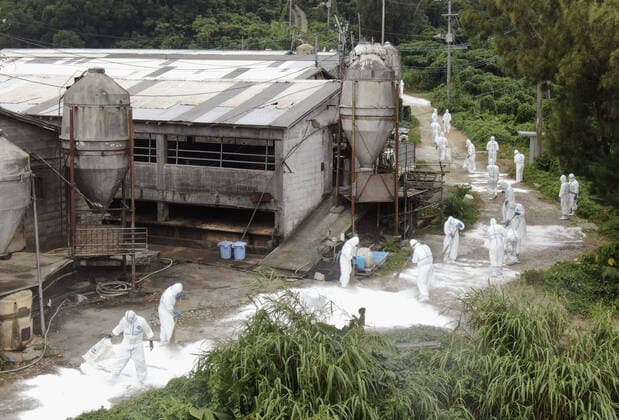 Bilder des Jahres 2020, News 01 Januar News Bilder des Tages Hog cholera in Okinawa Photo taken Jan. 8, 2020, from a drone shows official of Japan s Okinawa Prefecture wearing hazmat suits engaged in an operation to cull more than 1,800 pigs at a farm in the southern prefecture s Uruma city after hog cholera was detected there. 