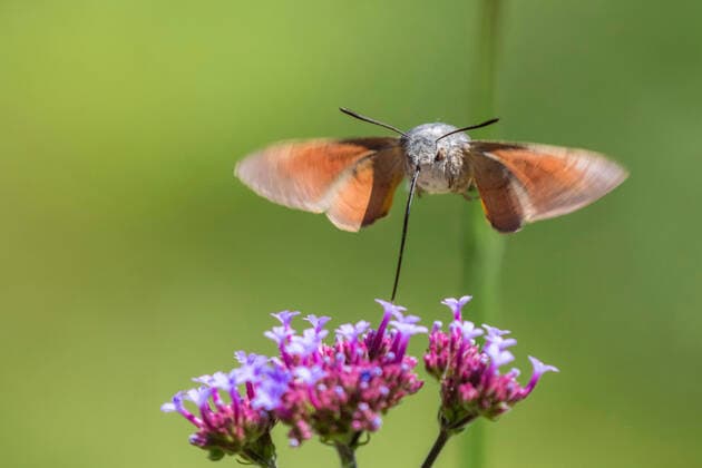 Taubenschwaenzchen, Taubenschwanz, Karpfenschwanz, Kolibrischwaermer (Macroglossum stellatarum), steht im Schwirrflug an einer Bluete und saugt Nektar, Deutschland, Bayern, Niederbayern Hummingbird hawkmoth (Macroglossum stellatarum), hovering over a flower and sucking nectar, Germany, Bavaria, Niederbayern, Lower Bavaria BLWS601166 Copyright: xblickwinkel R.xSturmx