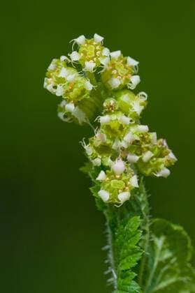 Falsche Alraunwurzel, Fransenbecher (Tellima grandiflora), bluehend fragrant fringecup, fringe-cups (Tellima grandiflora), blooming BLWS601508 Copyright: xblickwinkel F.xTeiglerx