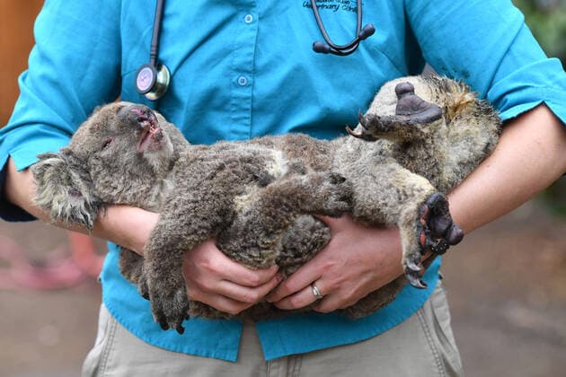 Bilder des Jahres 2020, News 01 Januar Entertainment Bilder des Tages News Bilder des Tages KANGAROO ISLAND BUSHFIRES, Vets and volunteers treat Koalas at Kangaroo Island Wildlife Park, on Kangaroo Island, southwest of Adelaide, Friday, January 10, 2020. Dozens of Koalas have been rescued from the fires over the past 5 days. ( NO ARCHIVING, EDITORIAL USE ONLY, NO USE IN BOOKS WITHOUT CONSENT ADELAIDE SA AUSTRALIA  Copyright: xDAVIDxMARIUZx 20200110001441323124