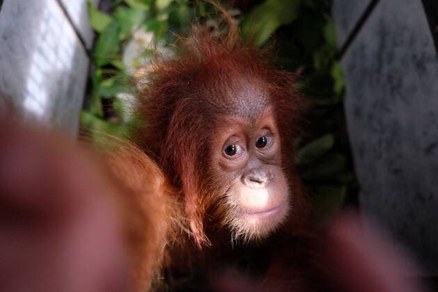 Bilder des Jahres 2020, News 01 Januar Entertainment Bilder des Tages January 10, 2020, Medan, North Sumatra, Indonesia: MEDAN, INDONESIA - JANUARY 10 : Two babies of Sumatra Orangutan (Pongo abelii) on cage after being confiscated from illegal traders who trade them through social media at Leuser Mount National Park office in Medan city, North Sumatra province, Indonesia on January 10, 2020.. Protection of animal trade occurs mostly through social media, namely Facebook, Instagran and Whatsapp group. Medan Indonesia - ZUMAys1_ 20200110_zaf_ys1_001 Copyright: xBudixSyahputrax