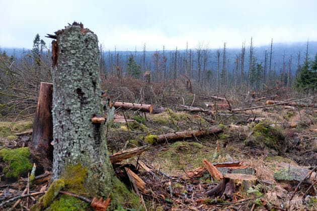 IMAGO Nature: Unsere Erde, Klimawandel, Dürren Baumsterben im Nationalpark- Harz Baumsterben *** Tree dieback in the Harz National Park Tree dieback