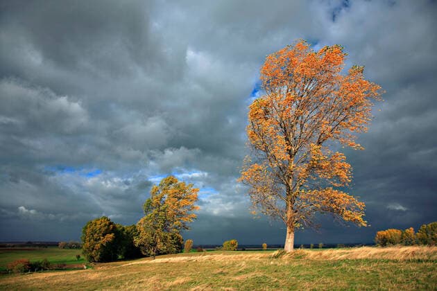 IMAGO Nature: Unsere Erde, Ressourcen, Wind Herbststurm, dunkle Wolken, Pappeln biegen sich im Sturm, bei Löbejün, Sachsen-Anhalt, Deutschland *** Autumn storm, dark clouds, poplars bending in the storm, near Löbejün, Saxony Anhalt, Germany