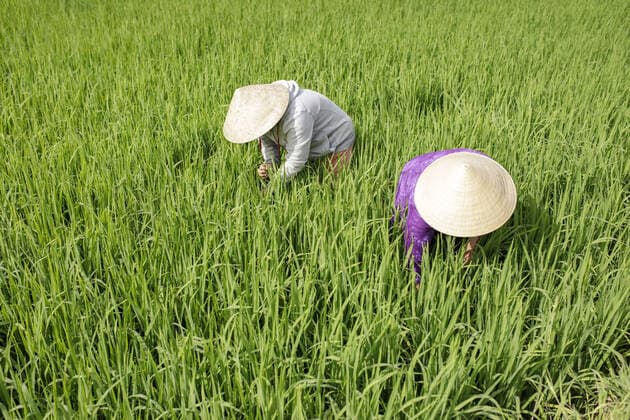 Women farmers use improved and water-saving cultivation methods Women farmers in a rice field in Vinh Hung Vietnam, 07 11 2019 Vinh Hung Vietnam Copyright: xThomasxImo photothek.netx