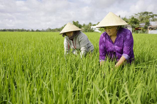 Female farmers on a rice field in Vinh Hung Vietnam, 07 11 2019 Vinh Hung Vietnam Copyright: xThomasxImo photothek.netx