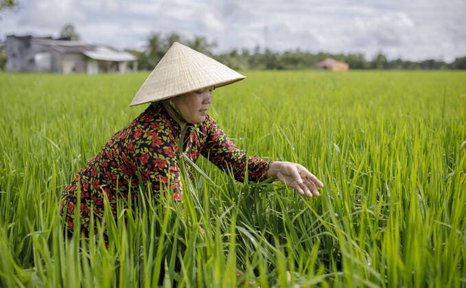 Nguyen Hong My , a farmer on a rice field in Vinh Hung Vietnam, 07 11 2019 Vinh Hung Vietnam Copyright: xThomasxImo photothek.netx