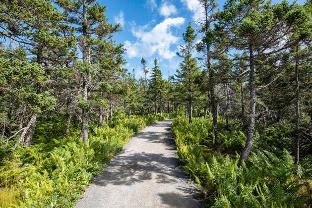 Boreal coniferous forest, Skyline Trail Circuit, Cape Breton Highlands National Park, Nova Scotia, Canada, North America Copyright: imageBROKER/MarkusxKeller ibxmkl05089073.jpg