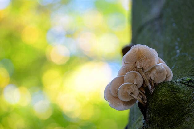 Beringter Schleimruebling, Buchen-Schleimruebling, Buchenschleimruebling (Oudemansiella mucida), Pilzgruppe an einem Buchenstamm, Deutschland, NRW porcelain fungus (Oudemansiella mucida), fruiting bodies on beech stem, Germany, North Rhine-Westphalia BLWS601996 Copyright: xblickwinkel C.xWermterx