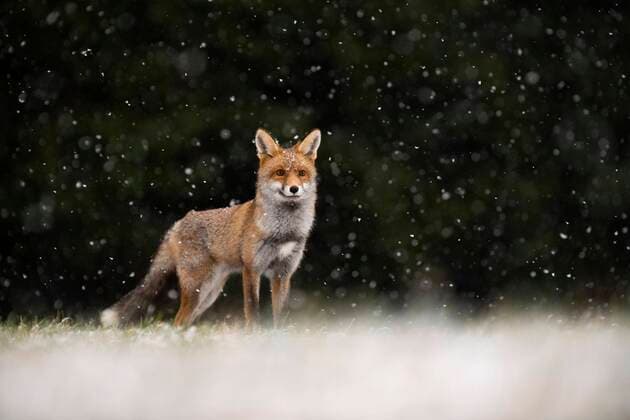 Red fox Vulpes vulpes during snowfall, Eifel, Rhineland Palatinate, Germany, Europe Copyright: imageBROKER/HorstxJegen ibxhje05092555.jpg