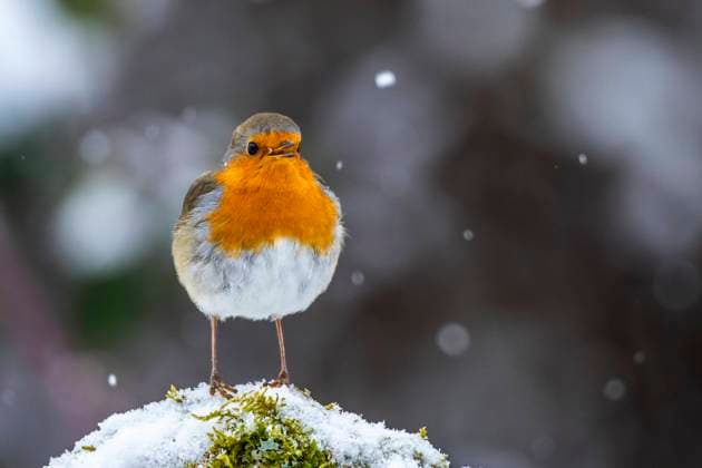 Rotkehlchen (Erithacus rubecula) McPRMU *** Robin Erithacus rubecula McPRMU McPRMU