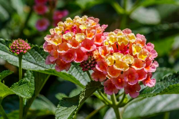 Wandelröschen (Lantana camara) McPRMU *** Lantana camara McPRMU McPRMU