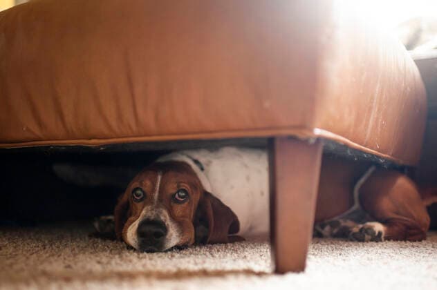 Basset hound hiding under footstool at home in the living room Grimes, Iowa, USA CR_LIPF191103-227184-01