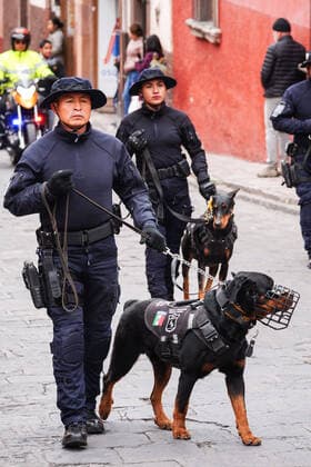 January 21, 2020, San Miguel De Allende, Guanajuato, Mexico: Mexican Military Police dog teams parade through the streets to celebrate the 251st birthday of the Mexican Independence hero Ignacio Allende January 21, 2020 in San Miguel de Allende, Guanajuato, Mexico. Allende, from a wealthy family in San Miguel played a major role in the independency war against Spain in 1810 and later honored by his home city by adding his name. San Miguel De Allende Mexico - ZUMAe02_ 20200121_zaf_e02_001 Copyright: xRichardxEllisx