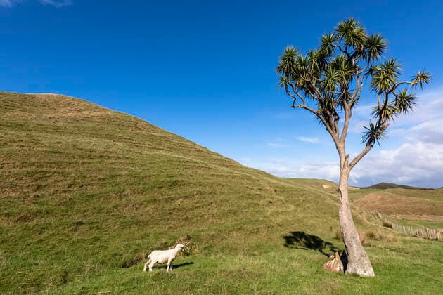 New Zealand, Lone sheep at Cape Farewell  FOF11385